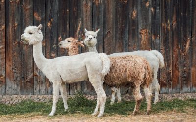 Qu’est-ce que la laine d’alpaga ?